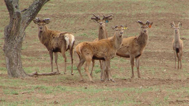 CIERVOS EN LA PAMPA