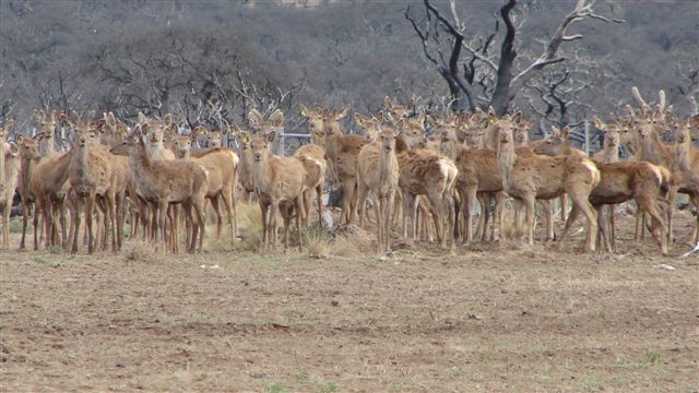 MUCHOS CIERVOS en la pampa campo en venta