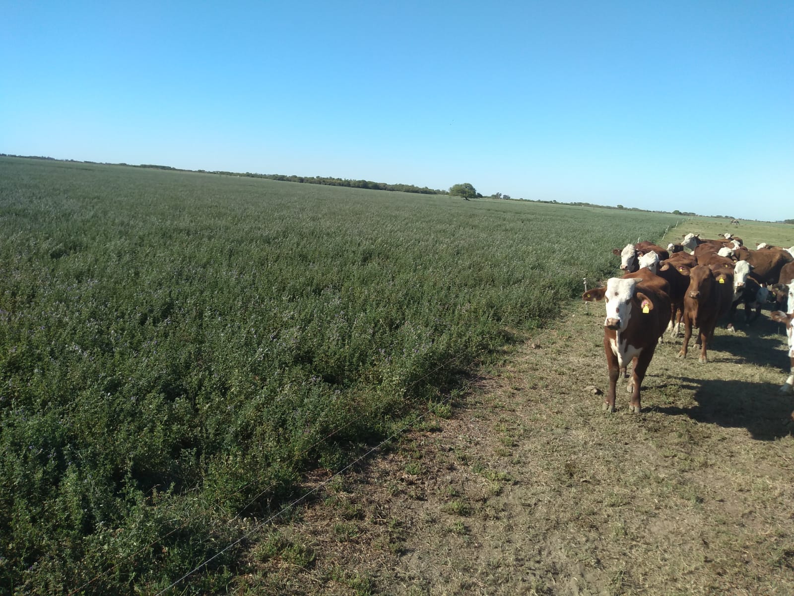 Pasturas